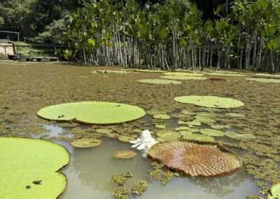 Tours en la selva peruana – Amazonía