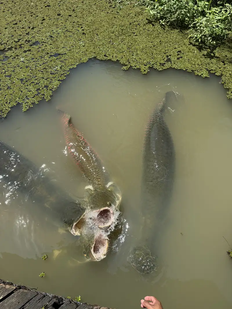 Tours en la Amazonía peruana desde Iquitos