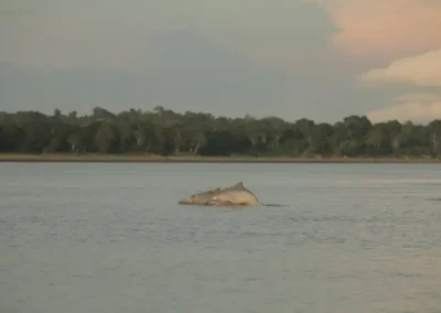 Amazon tours Perú – supervivencia en la selva